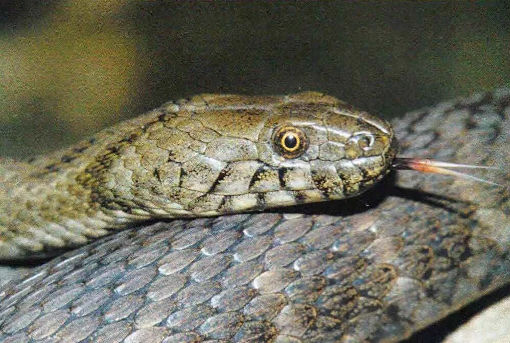 земноводные дышат легкими. гадюка водоплавающая. выделительная система змей. чем дышит уж. обыкновенный уж natrix natrix.