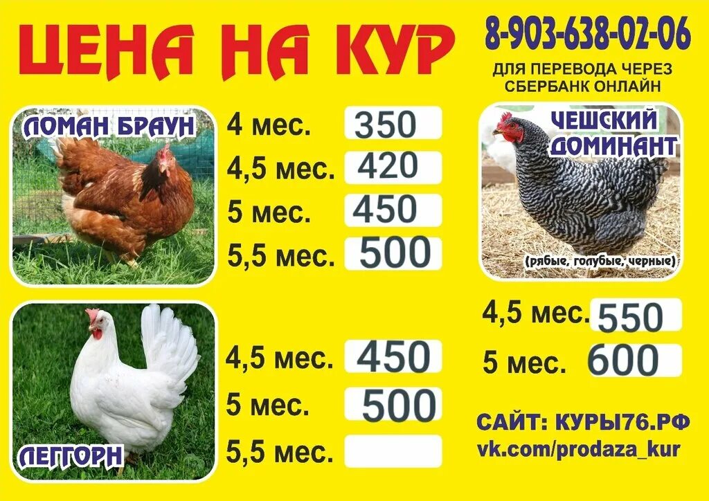 Куры цены живые. Курочки продажа. Курица Несушка. Сколько стоит курица Живая. Продаются куры.