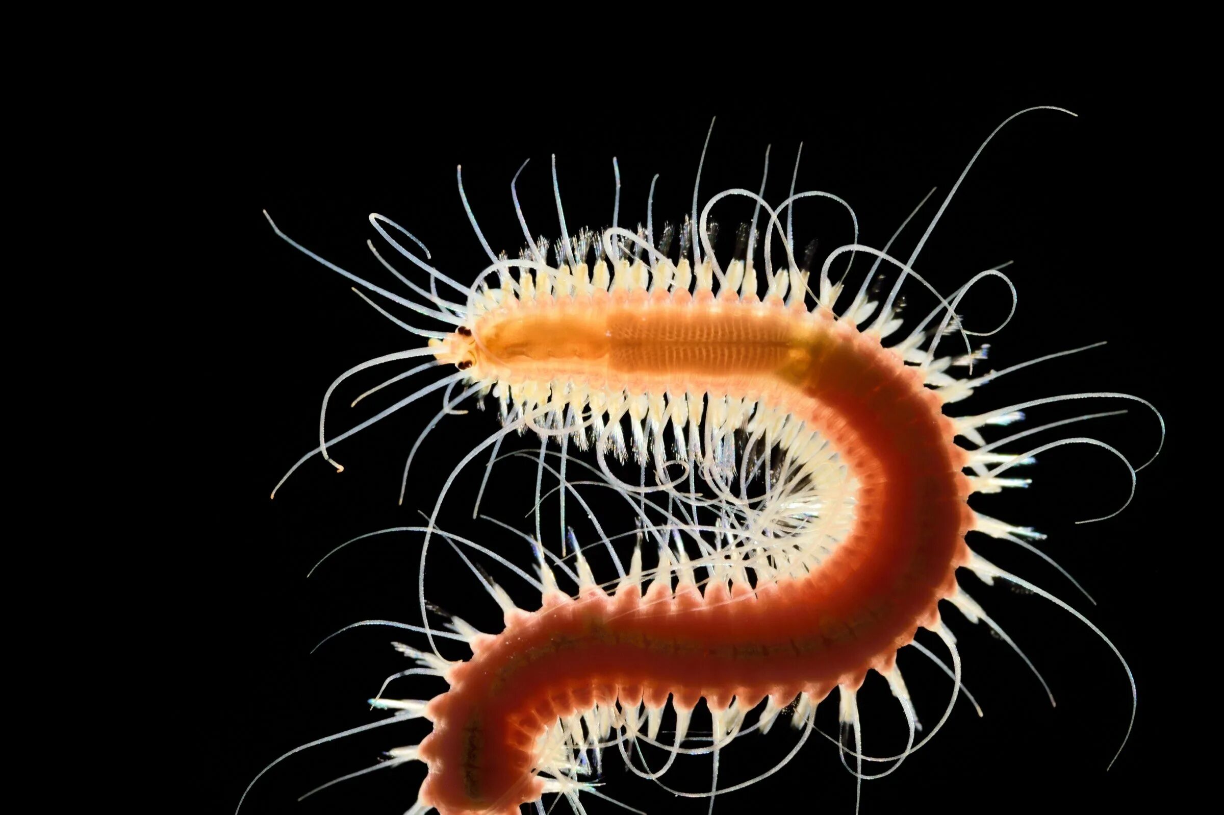 Syllidae полихеты. Стейтория морская нематода. Многощетинковые черви паразиты.