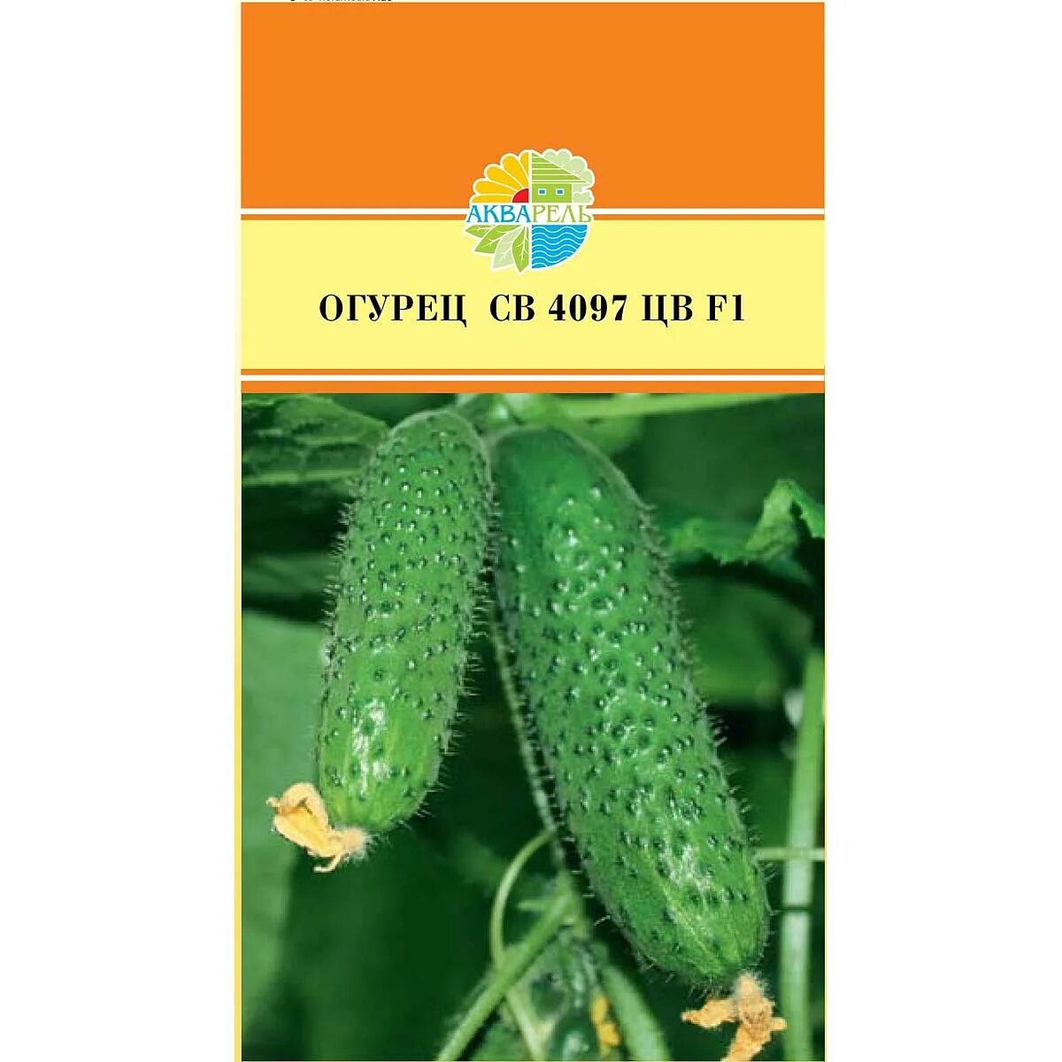 Огурец св 4097 f1 10 шт. Огурец sv4097cv f1( seminis) 5шт. Огурец 4097 f1. Огурец св 4097. Огурцы сорт св 4097.