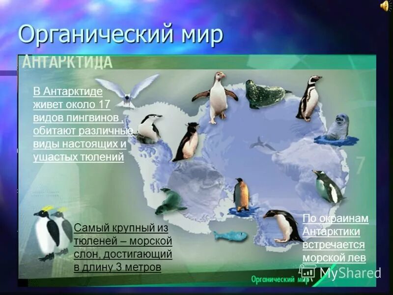 Текст про антарктиду. Сообщение о Антарктиде. Презентация на тему материк Антарктида. Слайд на тему Антарктида. Антарктида проект.