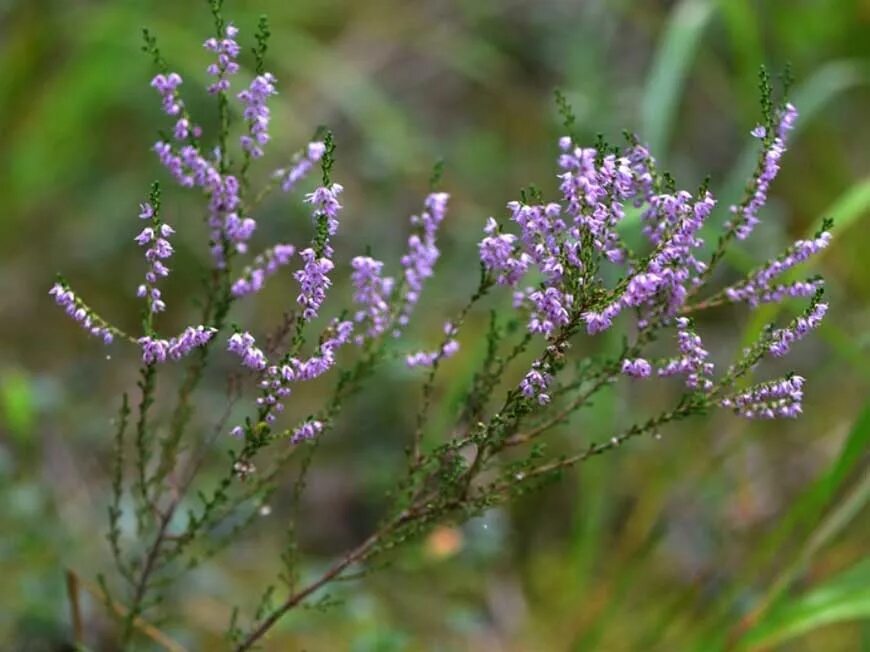 Вереск лесной. Вереск обыкновенный (calluna vulgaris). вереск обыкновенный лесной. вереск болотный. вереск в карелии.