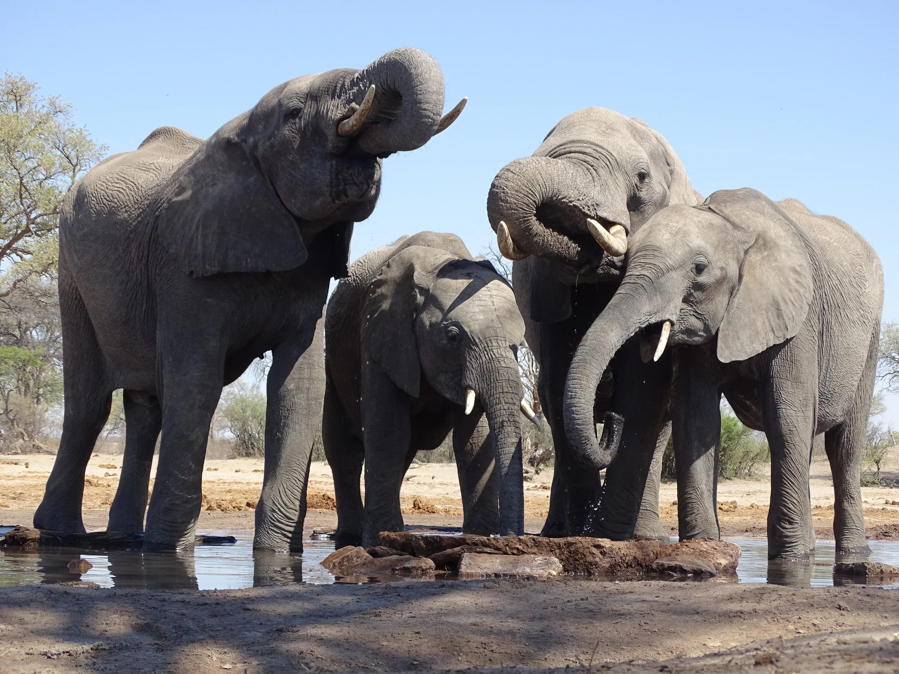 Слоны. Слон фото. Африканские слоны. Зоопарк африканские слоны. Elephant name