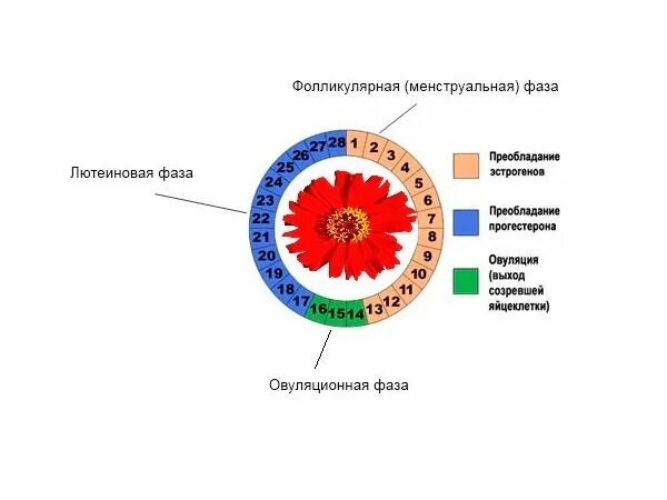 Что значит 2 фаза. Фазы менструационного цикла. Лютеиновая фаза менструационного цикла. Фазы менструационного цикла лютеиновая фаза. Фазы менструационного цикла таблица.