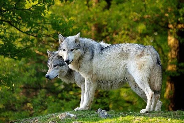 Животных Евразии. Волк Евразии. Картинки животных Евразии. Евразия животные самое красивое.