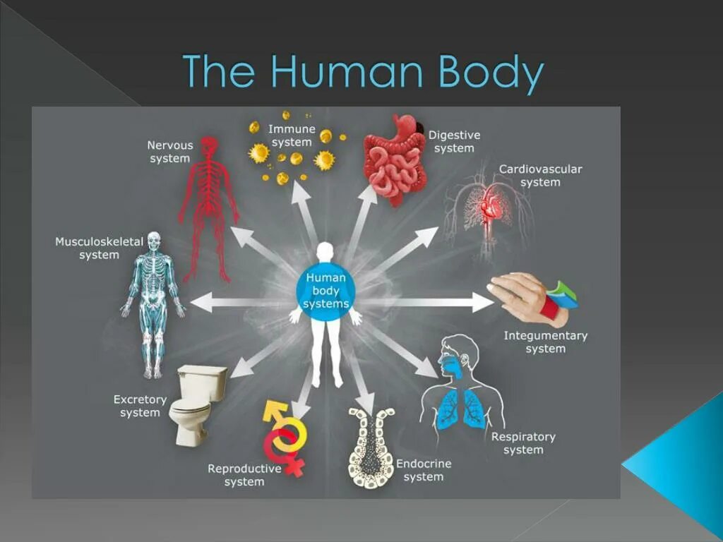 Презентация the Human body. Human body Systems. Systems in Humans body. Systems of the body картинки.