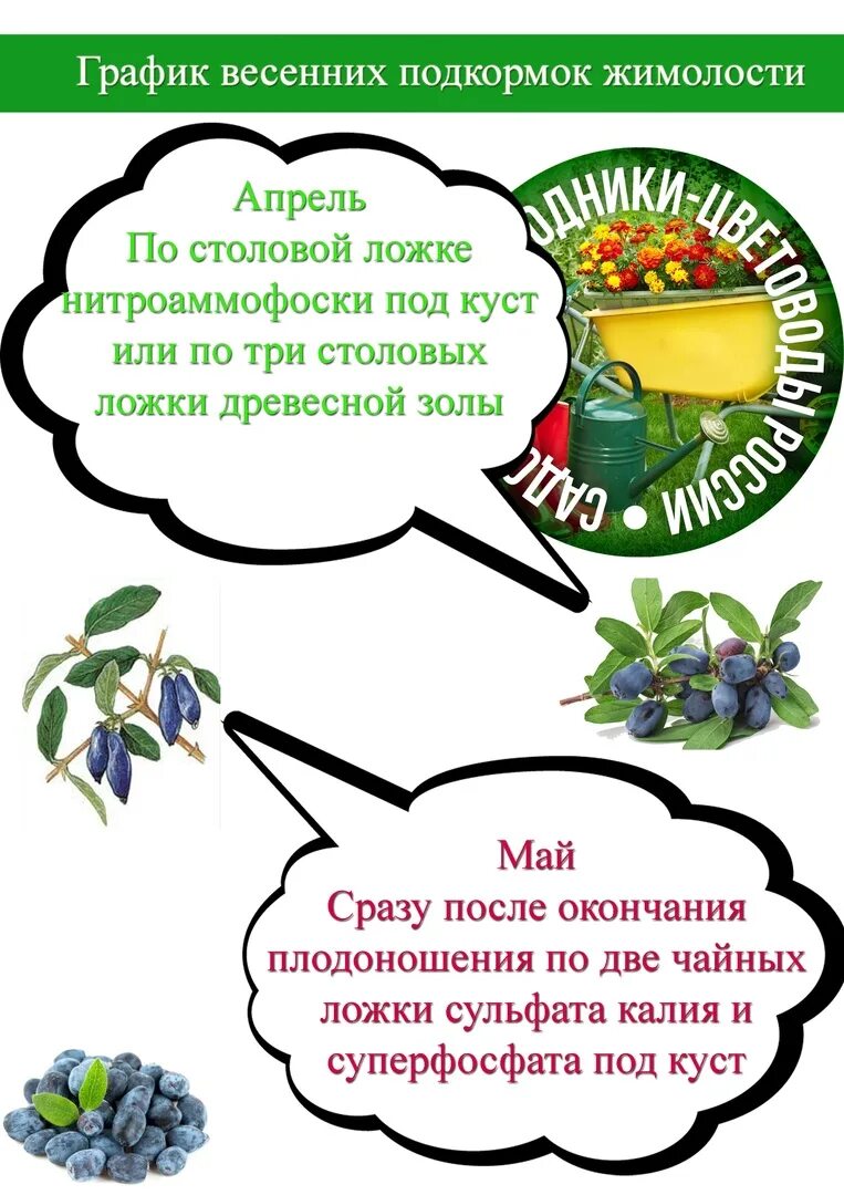 Удобрение для жимолости. График подкормки жимолости. Схема подкормки жимолости. Таблица подкормок жимолости.