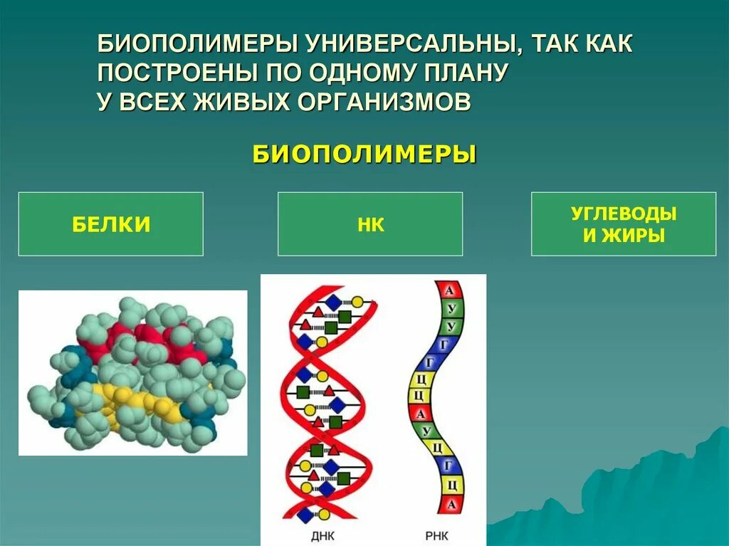 Живой биополимер