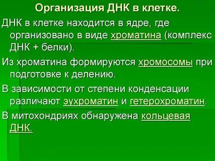 Организация днк