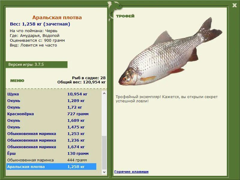 Русская рыбалка ангара лещ восточносибирский. Размер и масса плотвы. Плотва вес. Какие виды рыбы водятся в аральском море. Плотва вес.