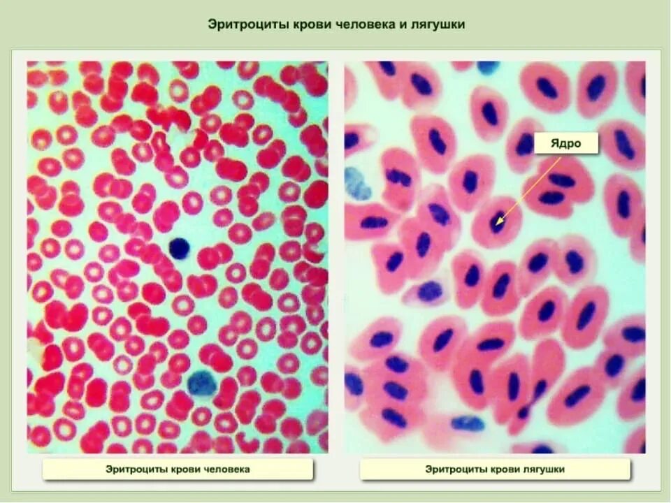 Строение эритроцита человека. Эритроциты лягушки под микроскопом. Микропрепарат крови лягушки под микроскопом. Микроскопическое строение эритроцитов лягушки. Клетка эритроцита лягушки под микроскопом.