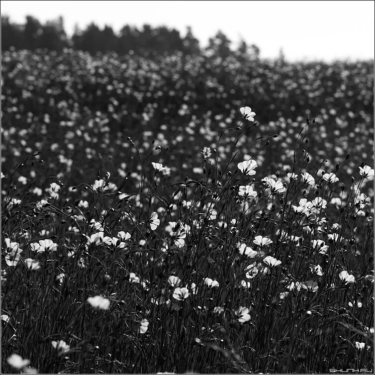 Free Images : tree, nature, branch, winter, black and white, field, flower, wind