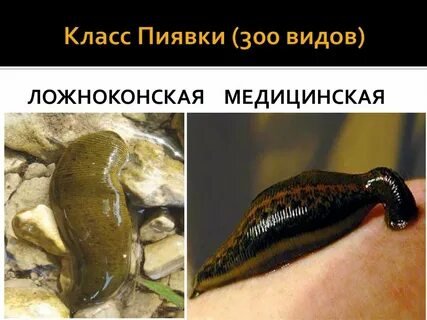 Сколько живут пиявки