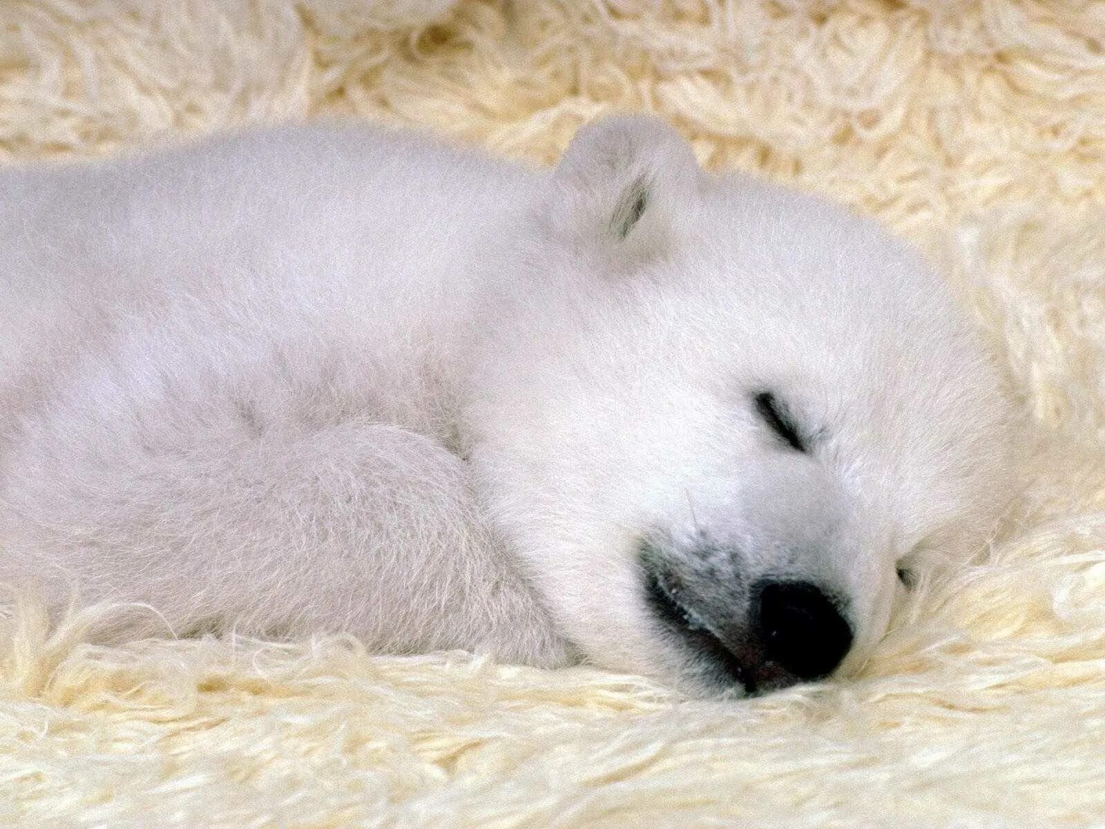 Сонник медведь к чему снится женщине. Белый Медвежонок. Белый Медвежонок спит. Медвежонок спит. Спящий белый медведь.