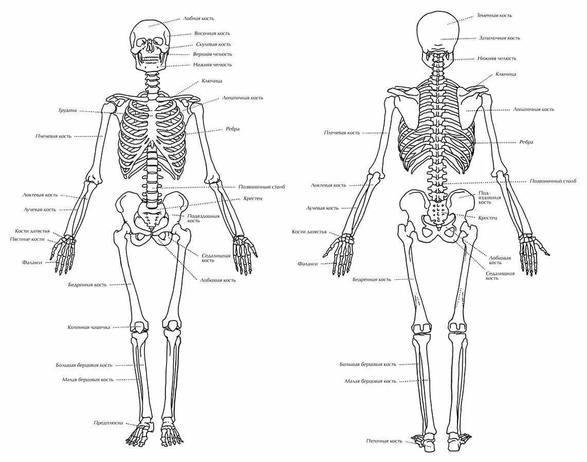 Скелет человека с названием костей 4 класс. Скелет человека вид спереди.