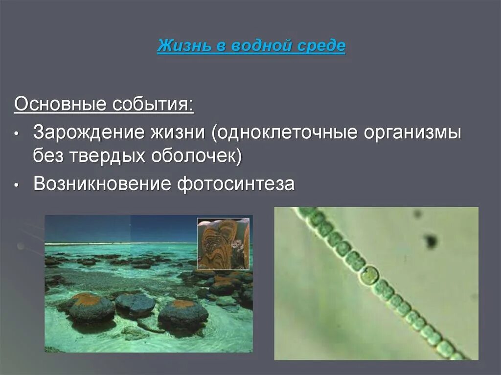 Сколько лет назад зародилась жизнь. Протерозойская Эра одноклеточные. Зарождение организма. Развитие жизни в водной среде. Зарождение жизни в водяной среде.