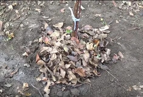 Опавшая листва яблонь