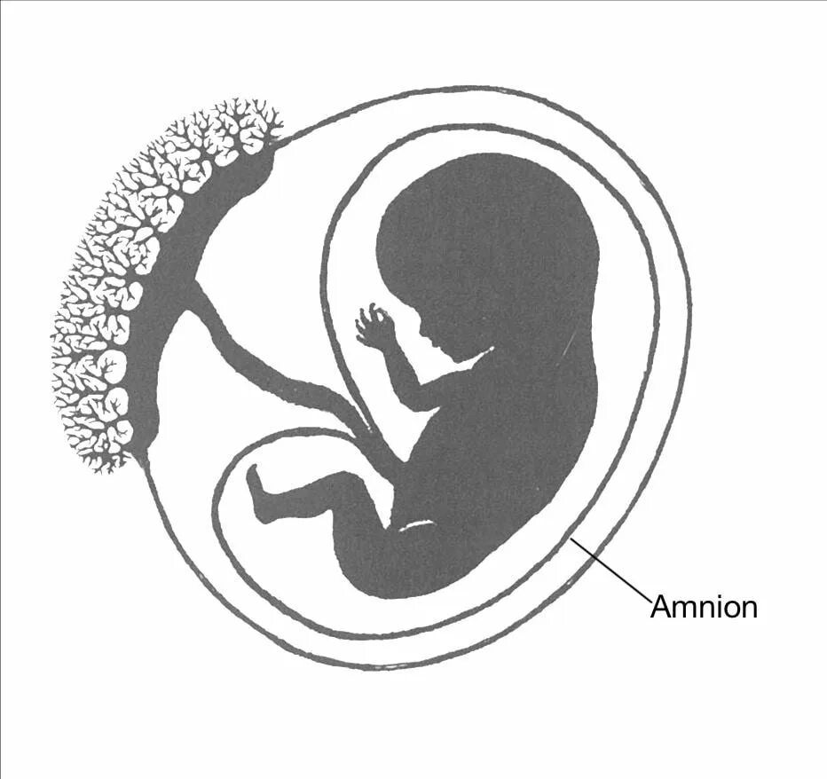 Амниотическое яйцо пресмыкающихся. . Амниотическая оболочка (амнион. Строение зародыша хорион амнион. Амнион желточный мешок аллантоис хорион и плацента. Зародышевые оболочки амнион хорион и аллантоис.