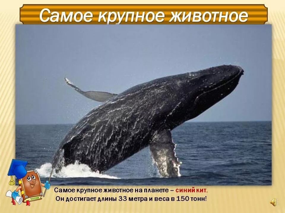 Сколько длиной самый большой кит. Синий кит (длина 33 м). Вес кита. Самый большой кит вес. Самый большой синий кит вес.