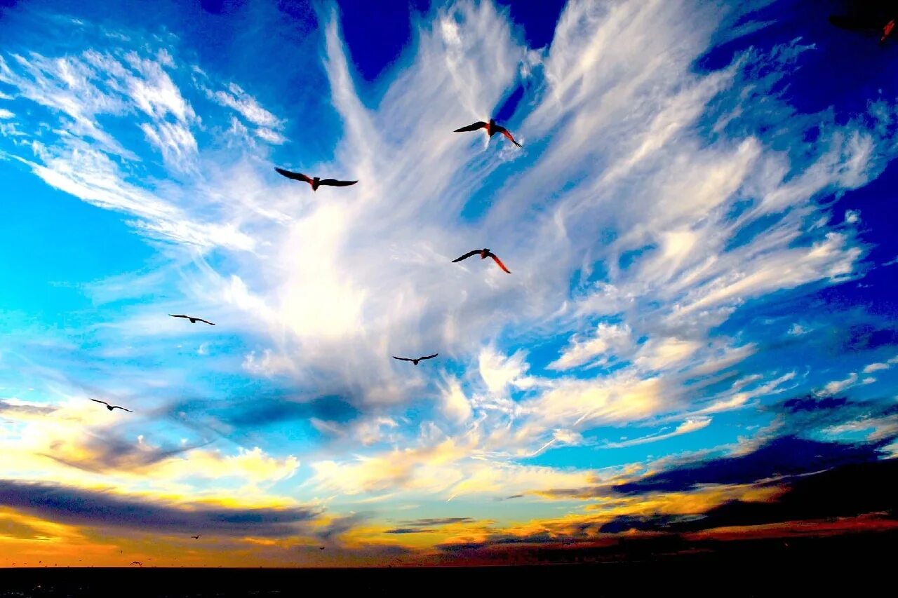 Легкие облака летели. Птицы в небе. Птицы в облаках. Красивое небо с птицами. Птицы в небе красиво.