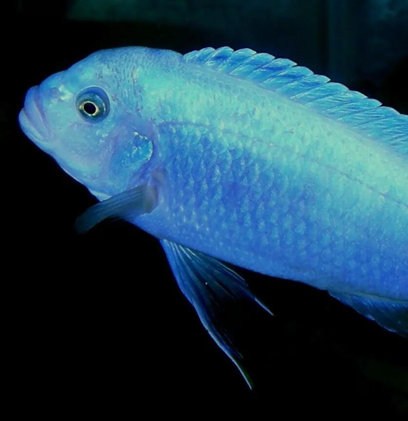 Цихлиды псевдотрофеус зебра. Цихлиды псевдотрофеус зебра. Псевдотрофеус зебра. Псевдотрофеус зебра. Цихлиды псевдотрофеус зебра.