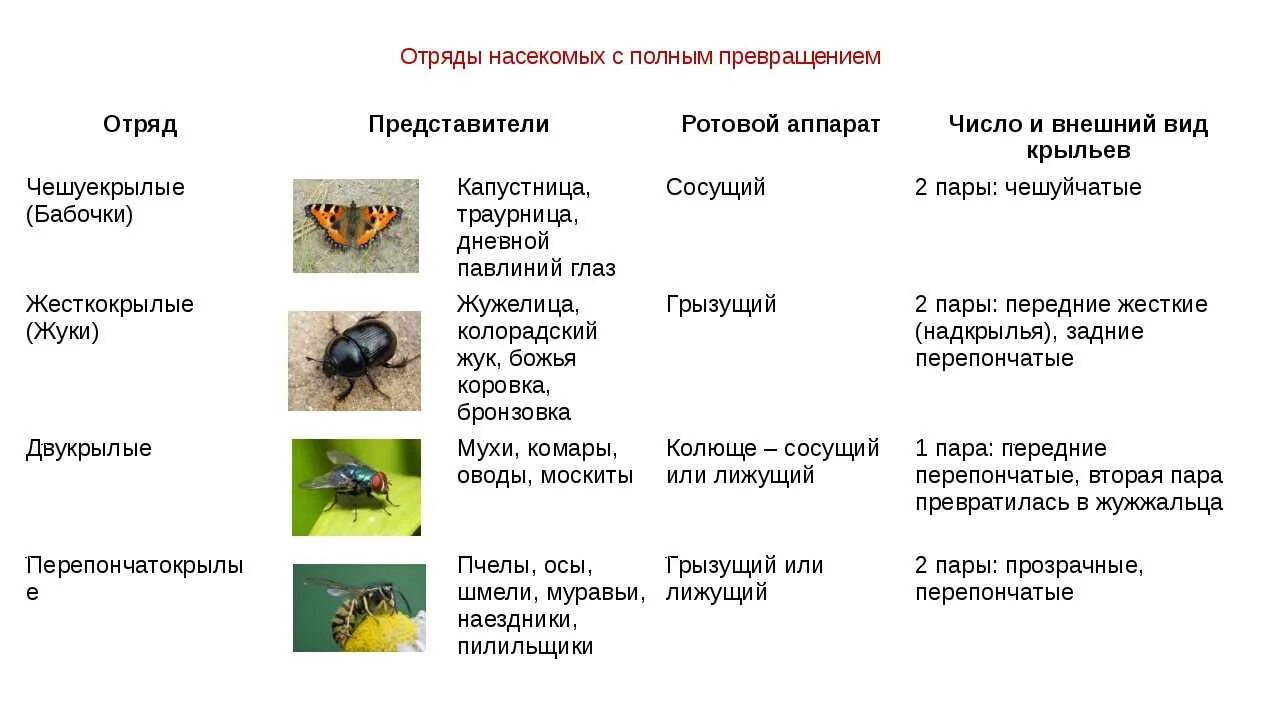 Отряд насекомых тип развития. Класс насекомые отряды с полным превращением. Биология 7 класс отряды насекомых с полным превращением. Признаки отрядов насекомых таблица. Насекомые с неполным превращением таблица.