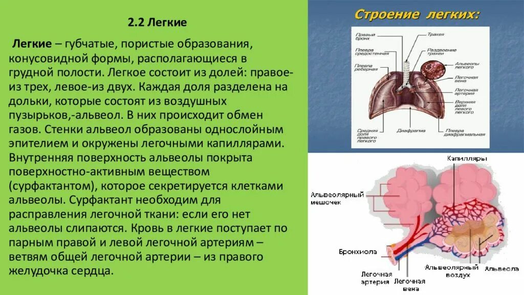 Легкое состоит из. Возрастные особенности строения легких у детей. Губчатые лёгкие. Возрастные особенгости лёгких. 3 парных органах