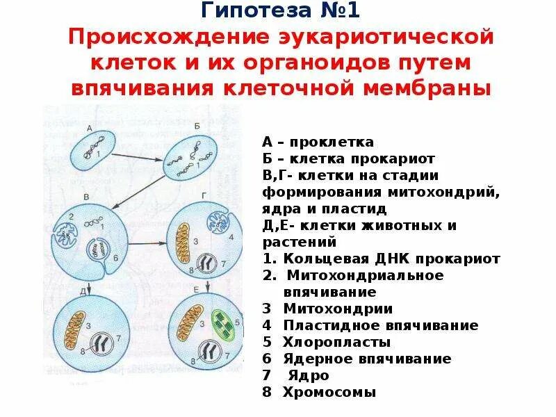 Теории происхождения эукариотической клетки. Гипотезы происхождения эукариот. Гипотеза симбиотического происхождения эукариотических клеток. Инвагинационная гипотеза эукариот.