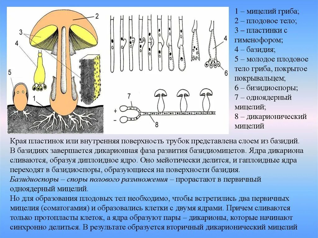 Условия развития грибов. Размножение базидиомицетов схема. Строение базидии гриба. Базидиоспоры грибов схема. Дикарионная фаза грибов.