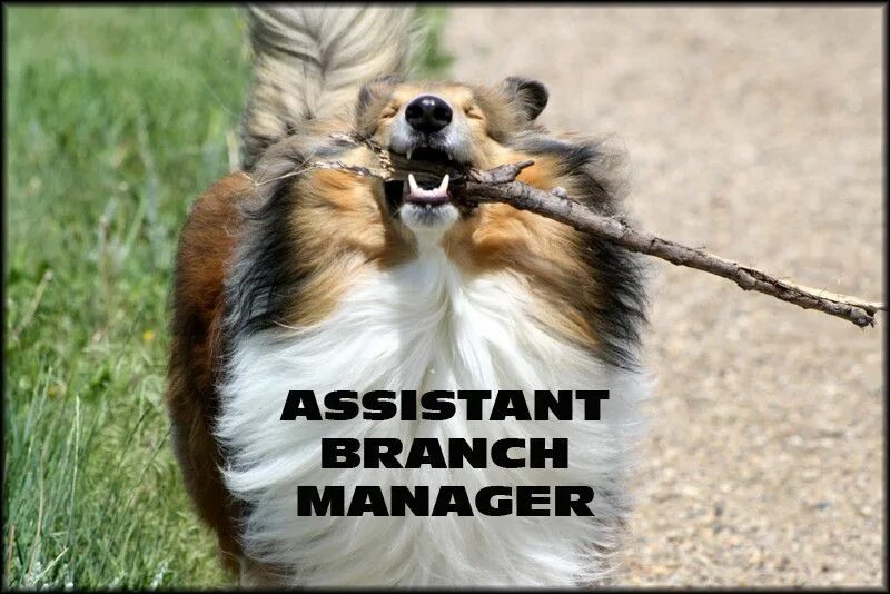 Branch management. Колли смешные. branch manager. branch manager assistant branch manager. колли смешные фото.