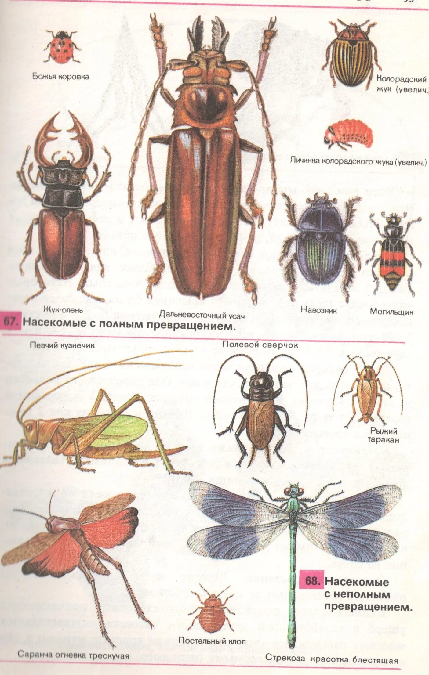Божья коровка неполное превращение. Тип развития жука усача. Жук усач полное или неполное превращение. Развитие с полным превращением. Жуки с полным превращением.