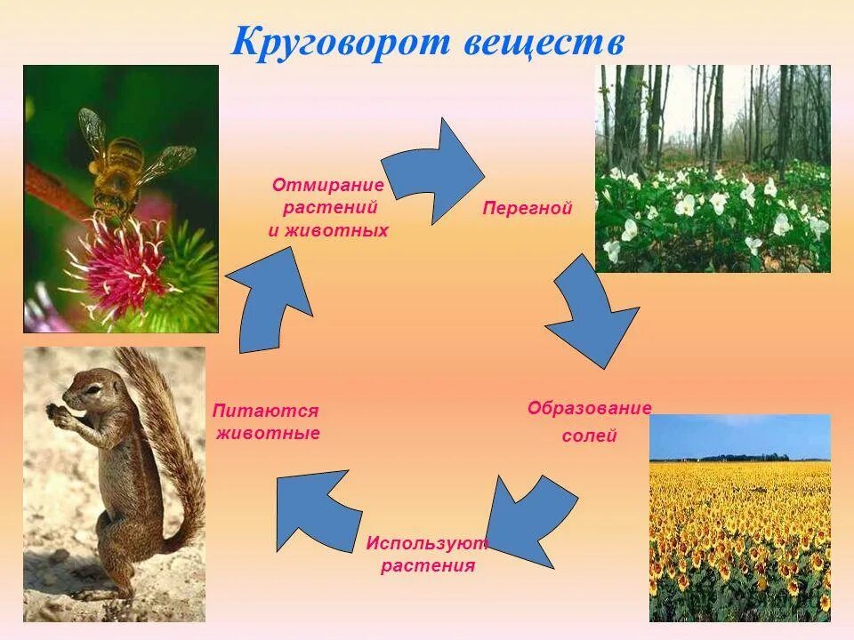 Животные питаются растениями. Презентация живое вещество. Схема обмена веществ по биологии. Обмен веществ у животных. Организмы потребители животные.