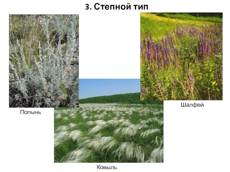 Растения степи. Степной Тип растительности. Растения степи России. Тип растительности в степи.