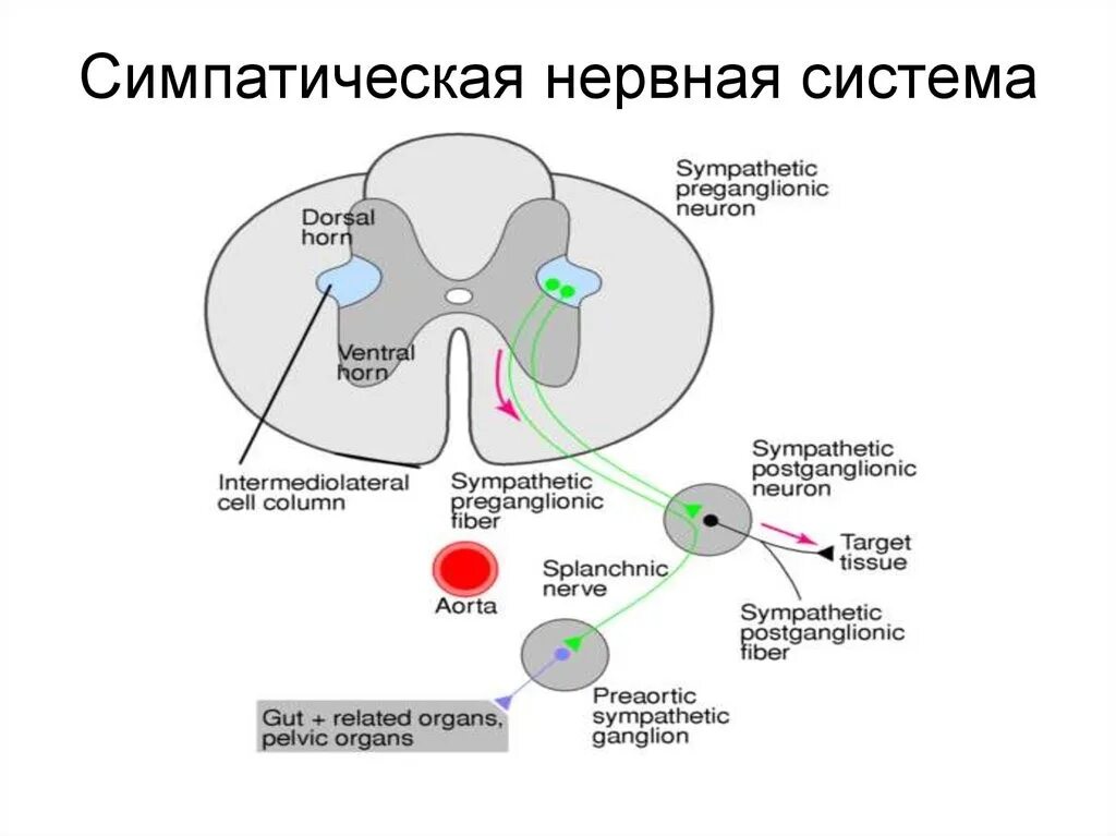 Промежуточный мозг отделы строение и функции. Блоковый нерв анатомия ядра. Симпатическая нервная система нервной системы это. Соматическое ядро. Соматическое ядро.