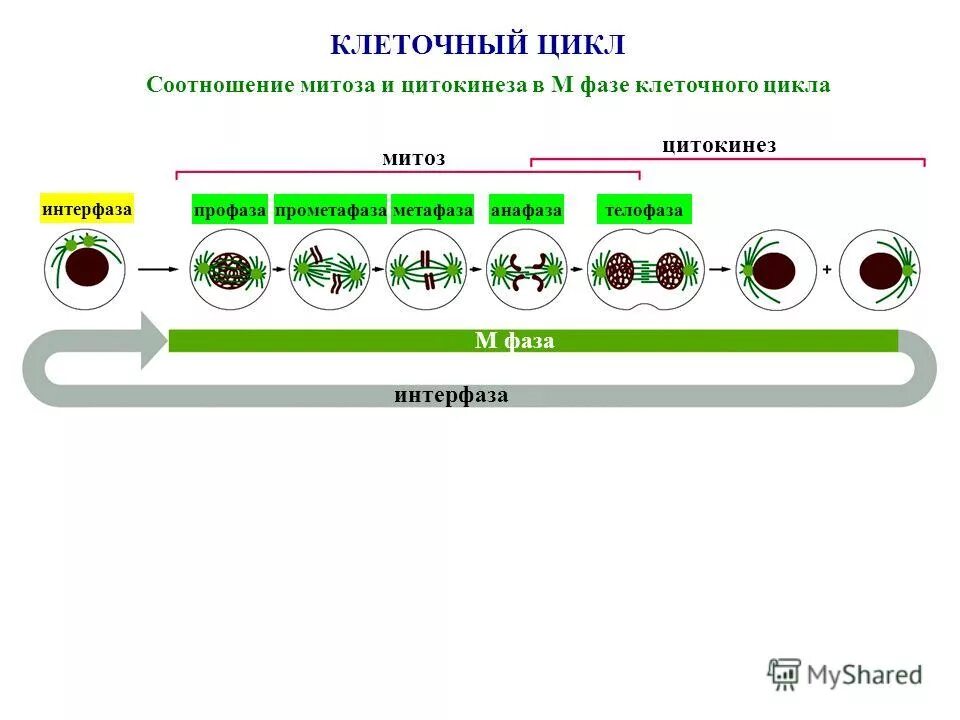 контрольная клеточный цикл
