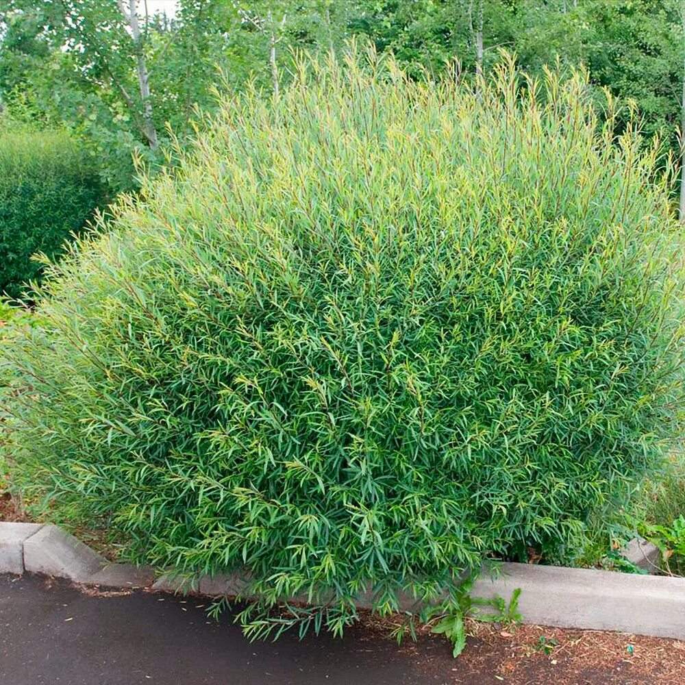 Ива ломкая bullata. Ива куст название. Ива куст название. Ива волчниковая salix daphnoides. Ива цельнолистная пендула.
