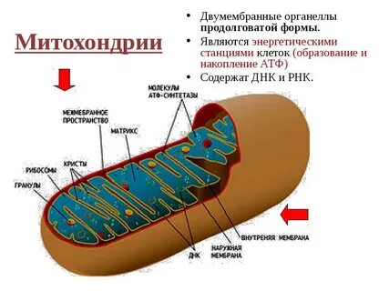 Почему митохондрии называют энергетическими станциями клеток