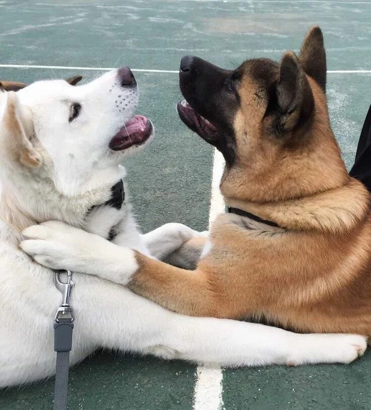 My dog best friends. Дружба с собакой. Собака друг. Собаки которые дражжат. Собаки любовь.