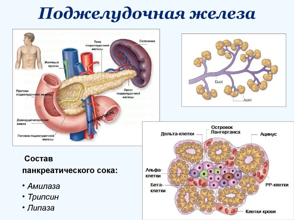 Каково внутреннее строение поджелудочной железы. Структура строение поджелудочной железы. Строение поджелудочной железы строение. Анатомическое строение поджелудочной железы. Поджелудочная железа строение и функции анатомия.