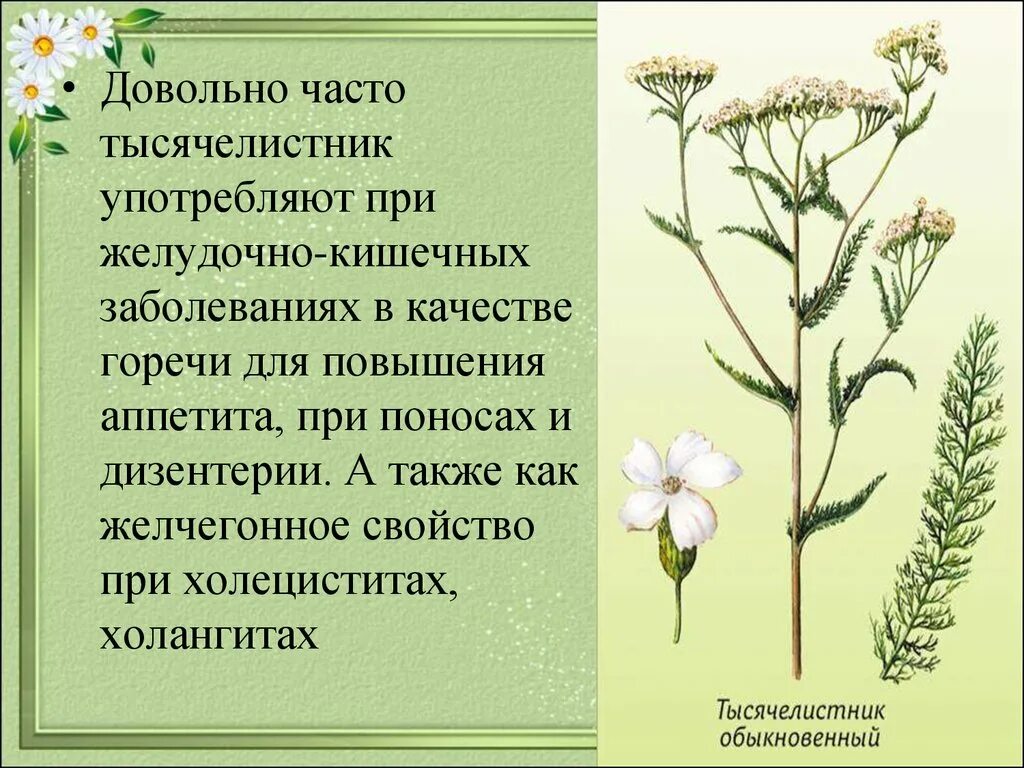 Тысячелистник благородный ксерофит?. Тысячелистник обыкновенный Фармакогнозия. Тысячелистник для детей. Лекарственные растения с кровоостанавливающим действием.