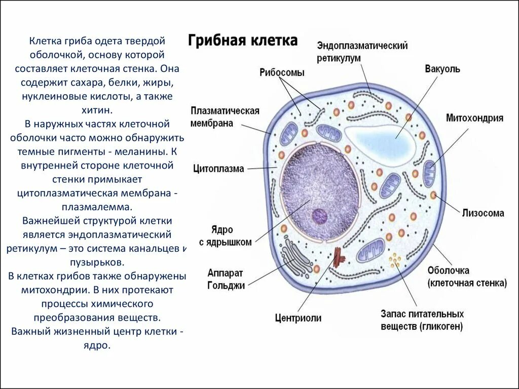 Клетка состоит из хитина. Клеточная стенка грибов состоит. Грибы строение клеточной мембраны.. Клетка гриба строение и функции. Грибная клетка строение стенки.
