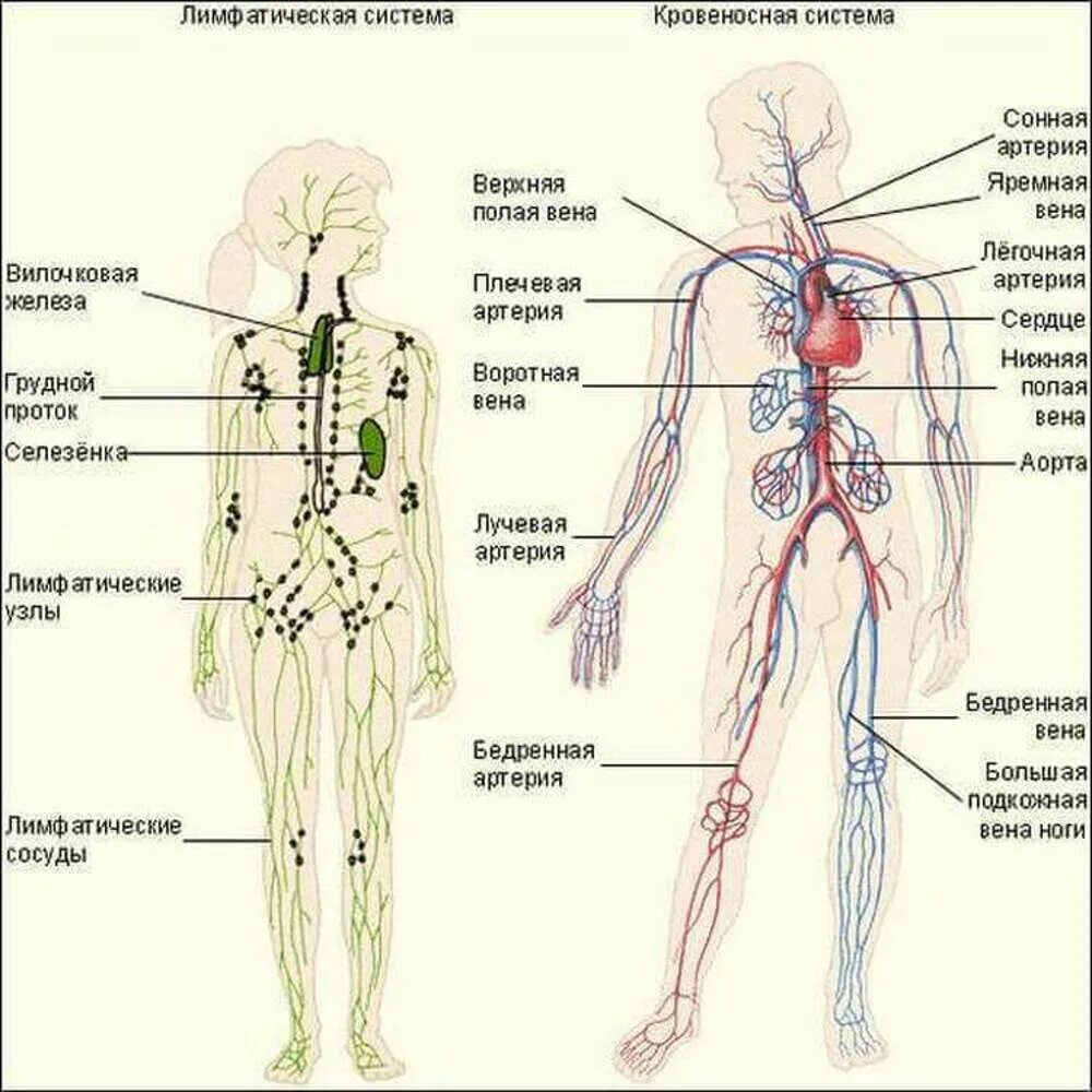 Лимфатическая система схема. Взаимосвязи кровеносной кроветворной и лимфатической систем. Схема лимфатической системы человека анатомия расположения. Лимфатическая система человека анатомия движение лимфы фото. Лимфоузлы на теле женщины схема
