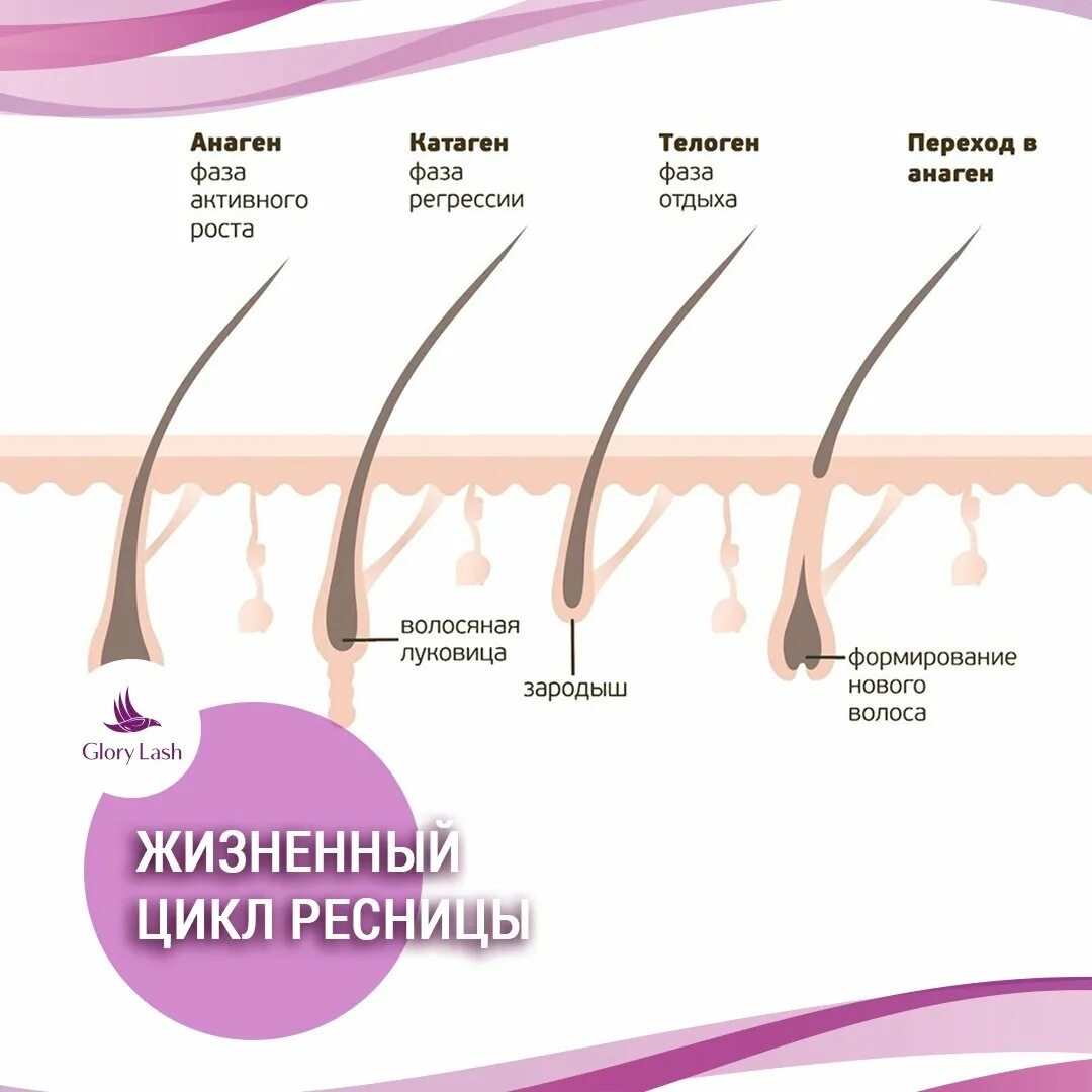 Рост ресниц анаген катаген телоген. Фазы роста волос анаген. Анаген - фаза роста, катаген - фаза, телоген -. Фазы роста ресниц анаген.