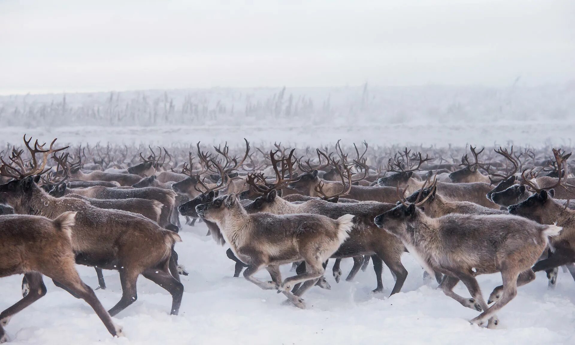 Северный олень в тундре. Arctic Tundra ecosystem. Арктическая Мохово-лишайниковая тундра. Численность северного оленя