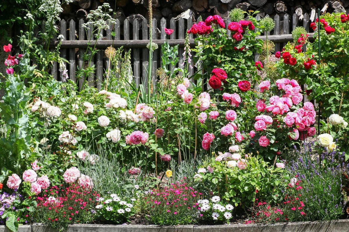 Какие цветы рядом с розами. Классический розарий. Розы в огороде.