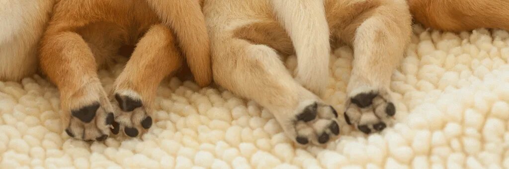 Alguns direitos que seu cão tem e você não sabia Dog allergies, Trimming dog nai