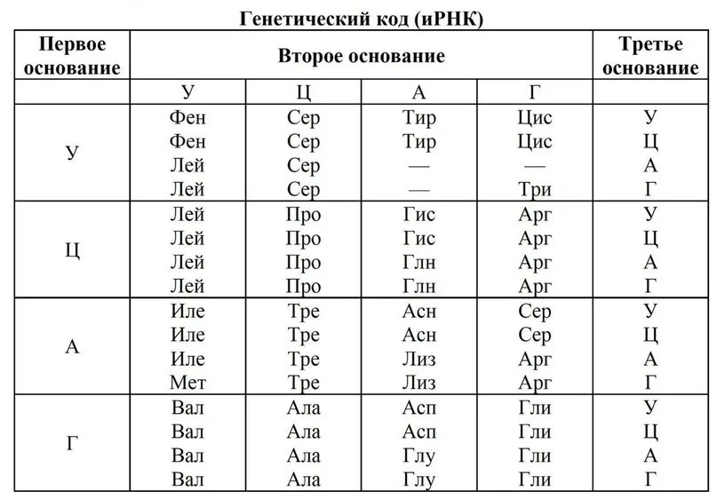 Фрагмент начало гена имеет следующую последовательность