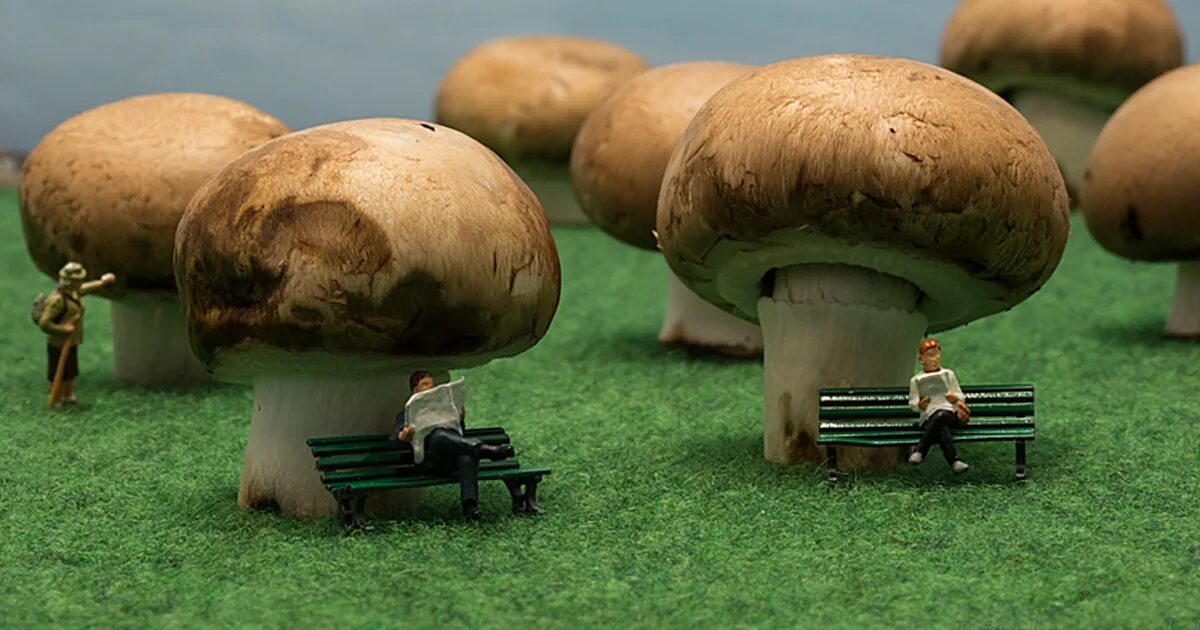 Что может быть маленьким предметом. Лилипут с грибами. Маленькие человечки грибы. Гигантские грибы древности.