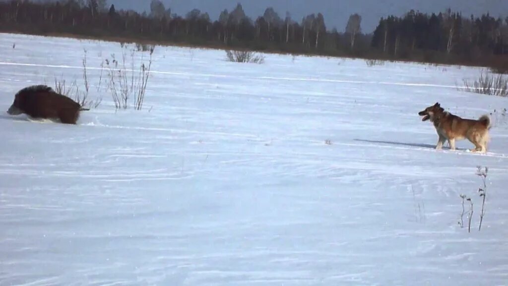 охота с лайками на кабана 2020г. охота на кабана с лайками зимой. собака на охоте. западно сибирская лайка на охоте. западно сибирская лайка притравка по кабану.