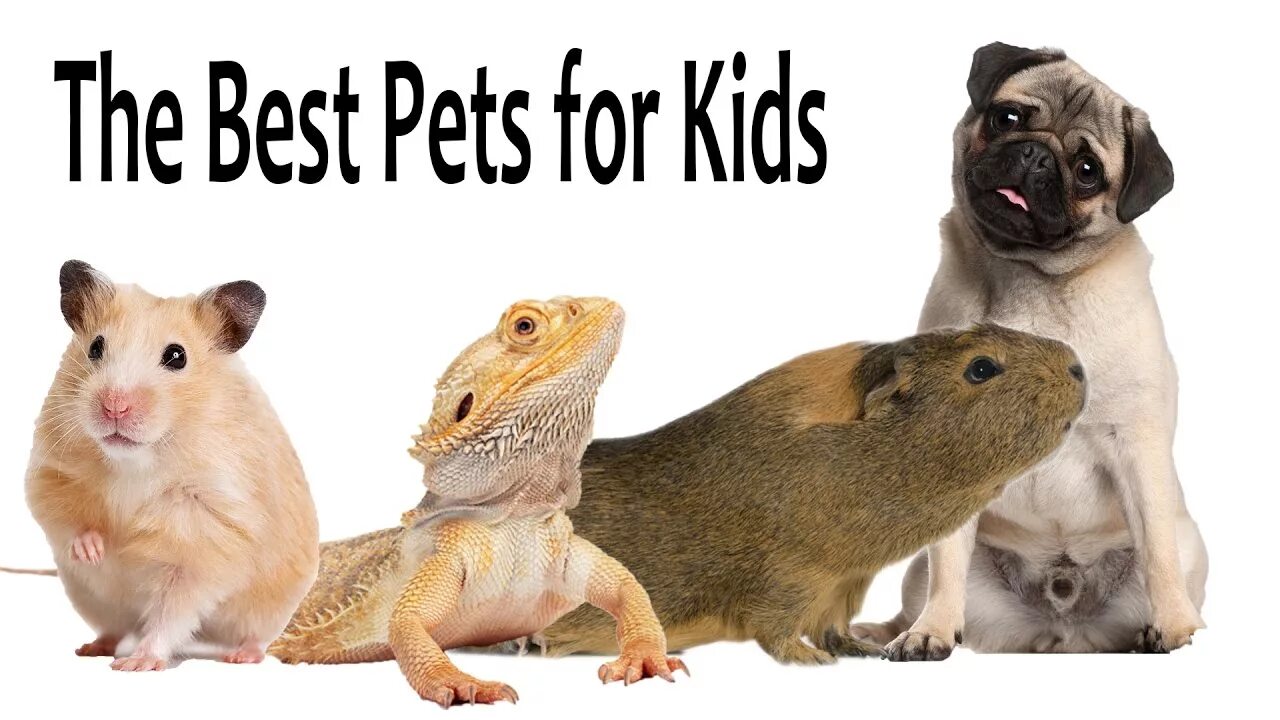 Top pets. Pets for Kids. Pet animals for Kids. Goods for Pets. Unusual Pets for Kids.